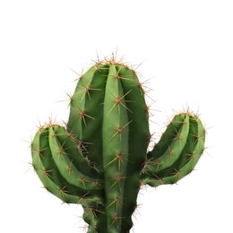 Image of Green cactus with needles on white background