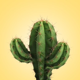 Image of Green cactus with needles on pale orange background
