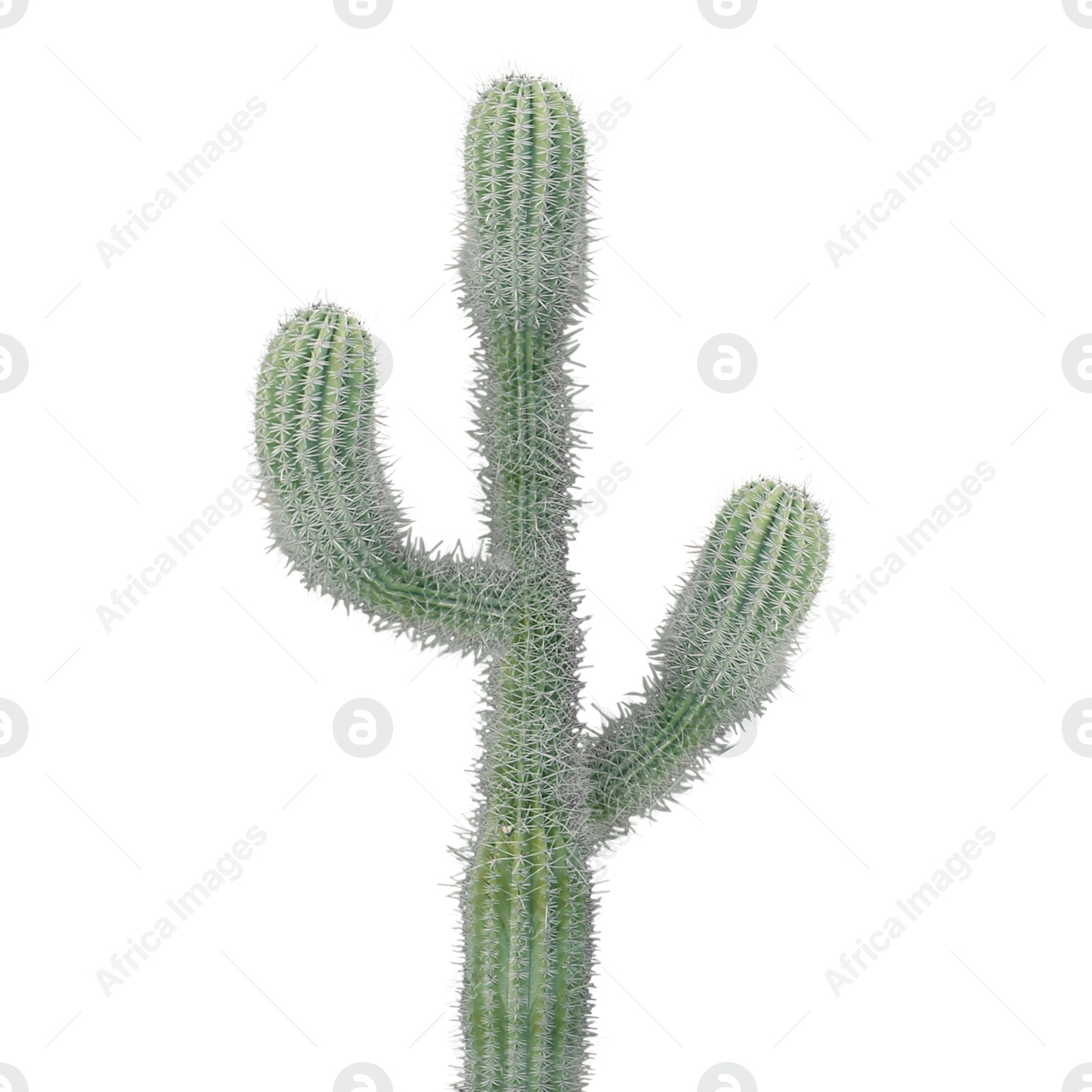 Green cactus with needles on white background Image of Green cactus with needles on white background