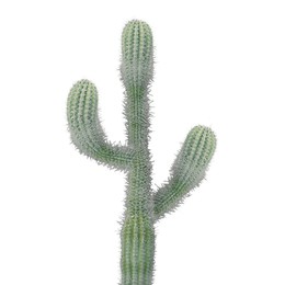 Image of Green cactus with needles on white background