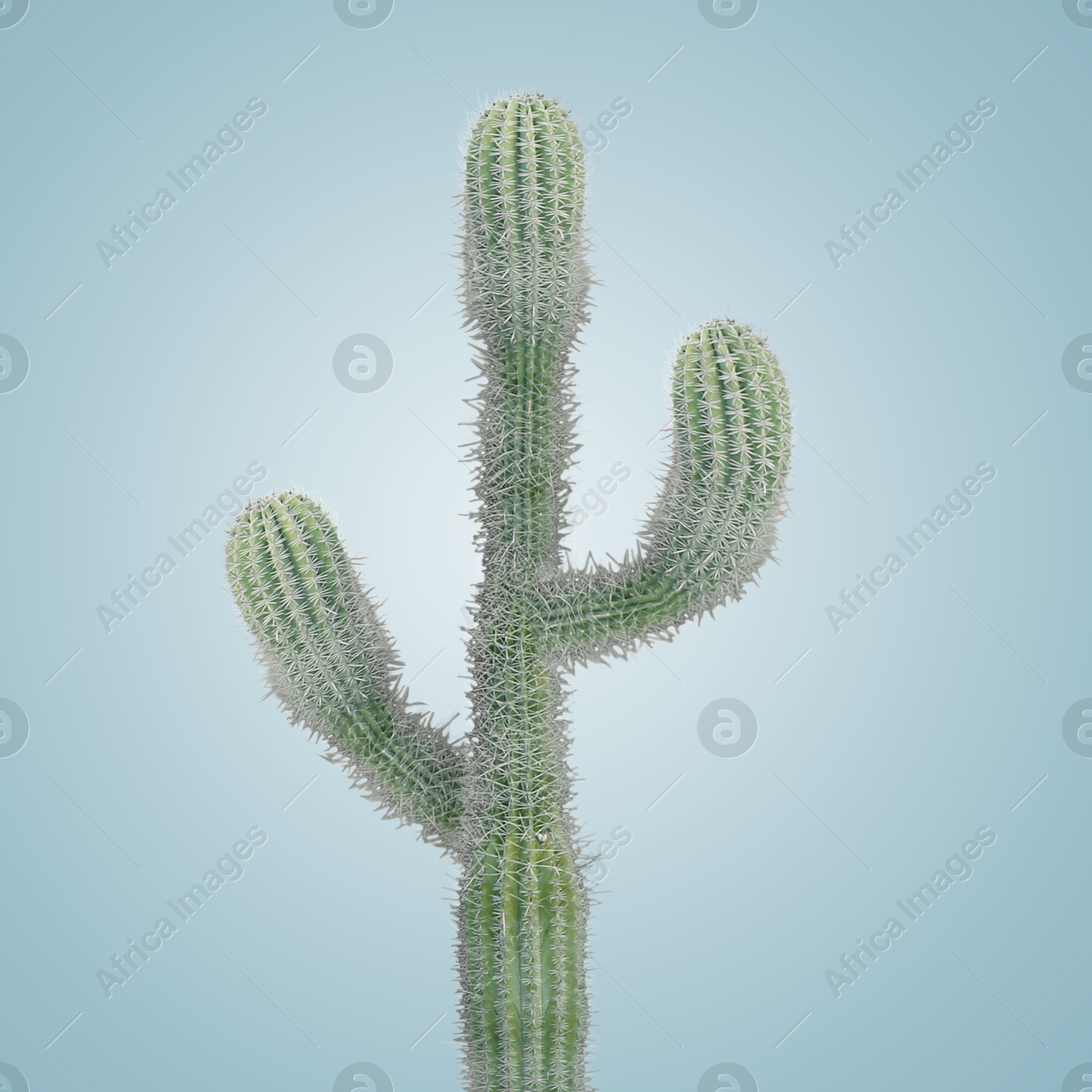 Green cactus with needles on greyish blue background Image of Green cactus with needles on greyish blue background