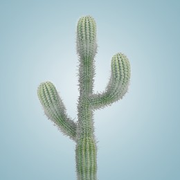 Image of Green cactus with needles on greyish blue background