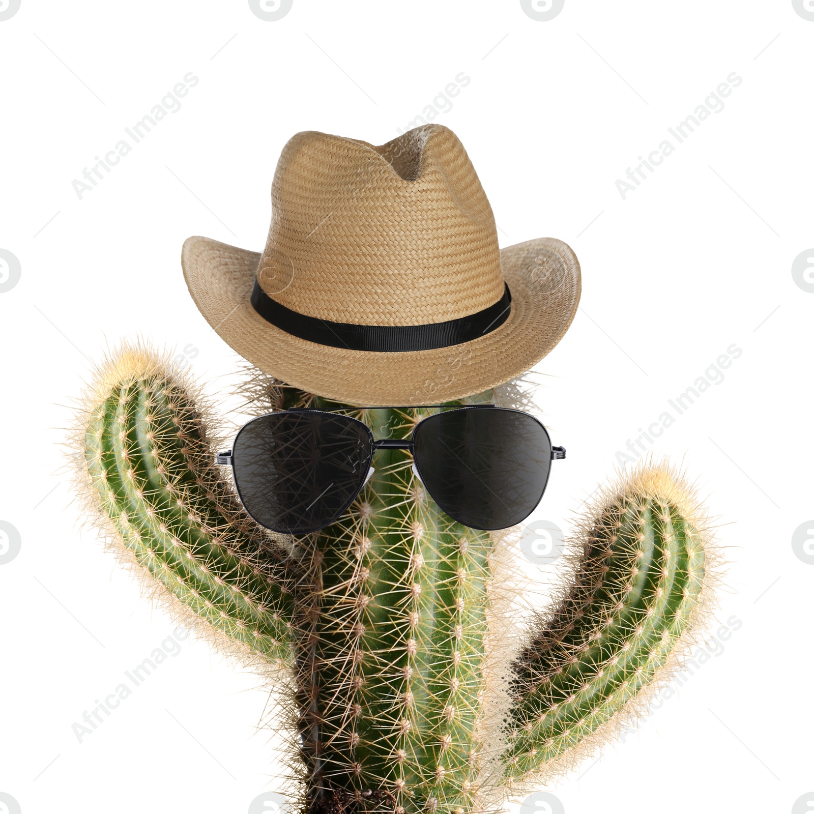Image of Cactus with sunglasses and hat against white background