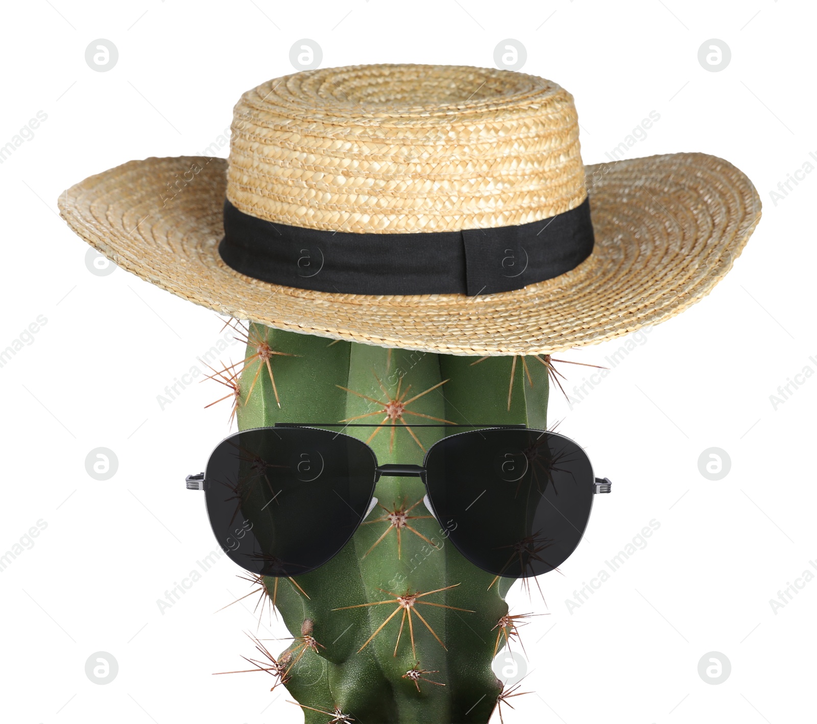 Cactus with sunglasses and hat against white background Image of Cactus with sunglasses and hat against white background