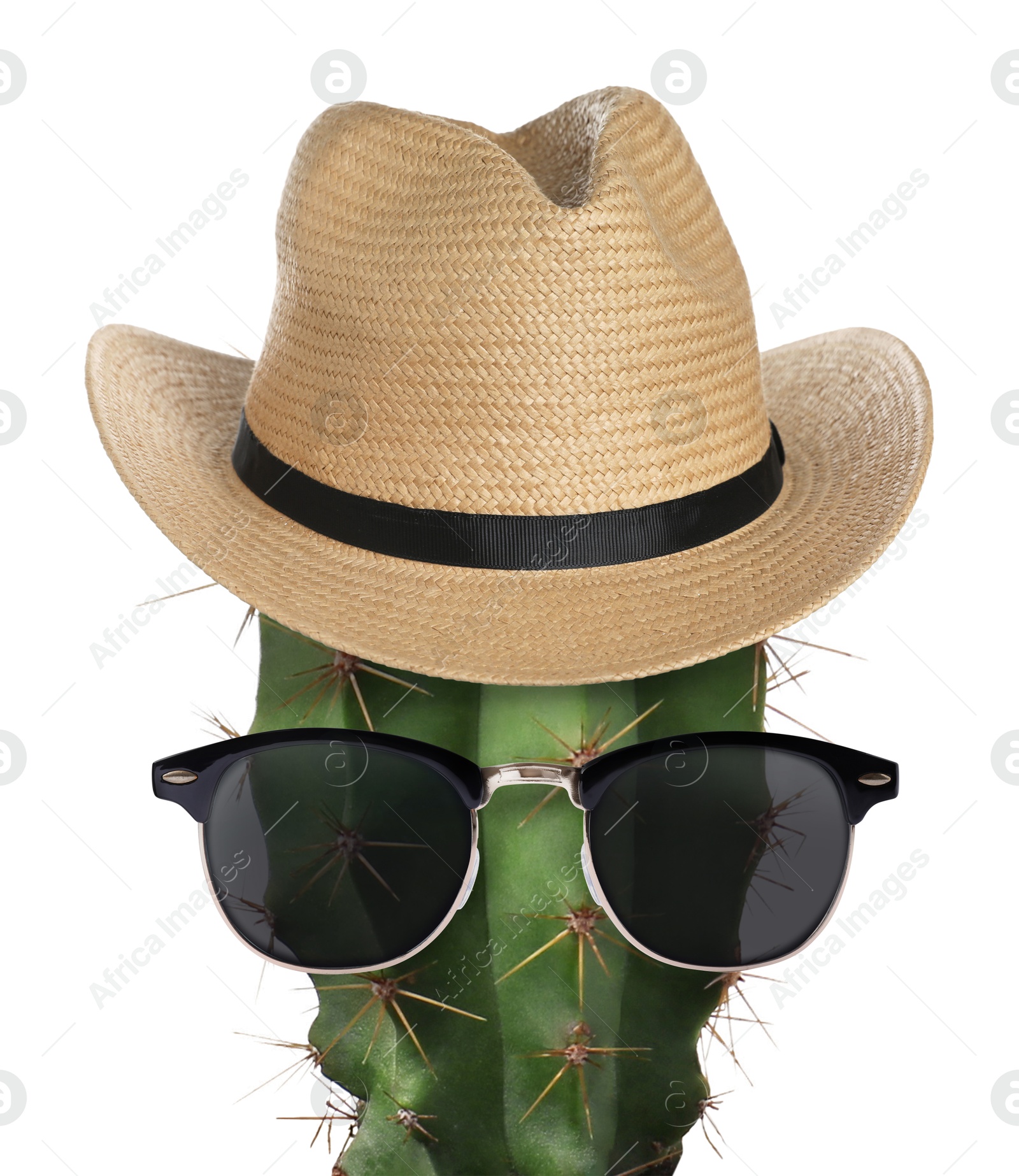 Cactus with sunglasses and hat against white background Image of Cactus with sunglasses and hat against white background