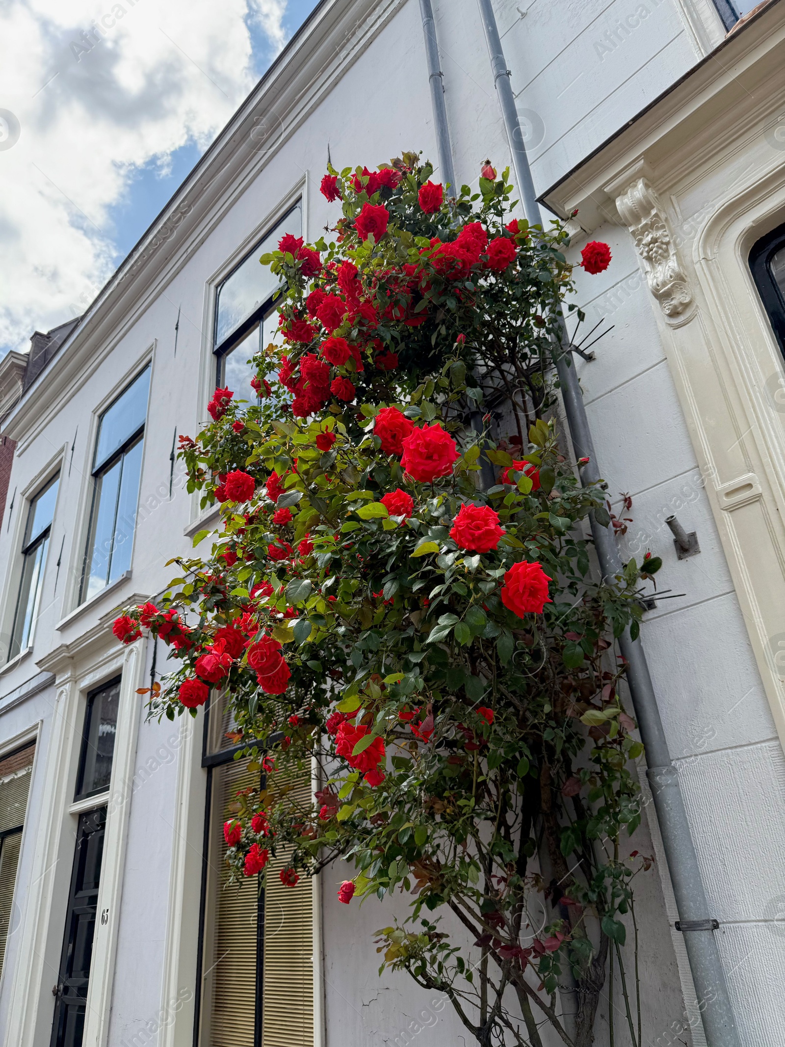 Bush of beautiful red roses on building wall outdoors, low angle view Photo of Bush of beautiful red roses on building wall outdoors, low angle view