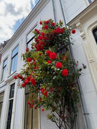 Photo of Bush of beautiful red roses on building wall outdoors, low angle view