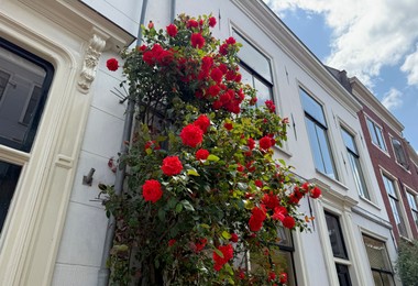 Photo of Bush of beautiful red roses on building wall outdoors, low angle view