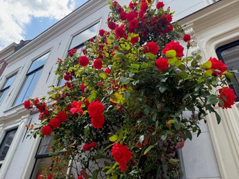 Photo of Bush of beautiful red roses on building wall outdoors, low angle view