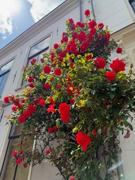 Photo of Bush of beautiful red roses on building wall outdoors, low angle view