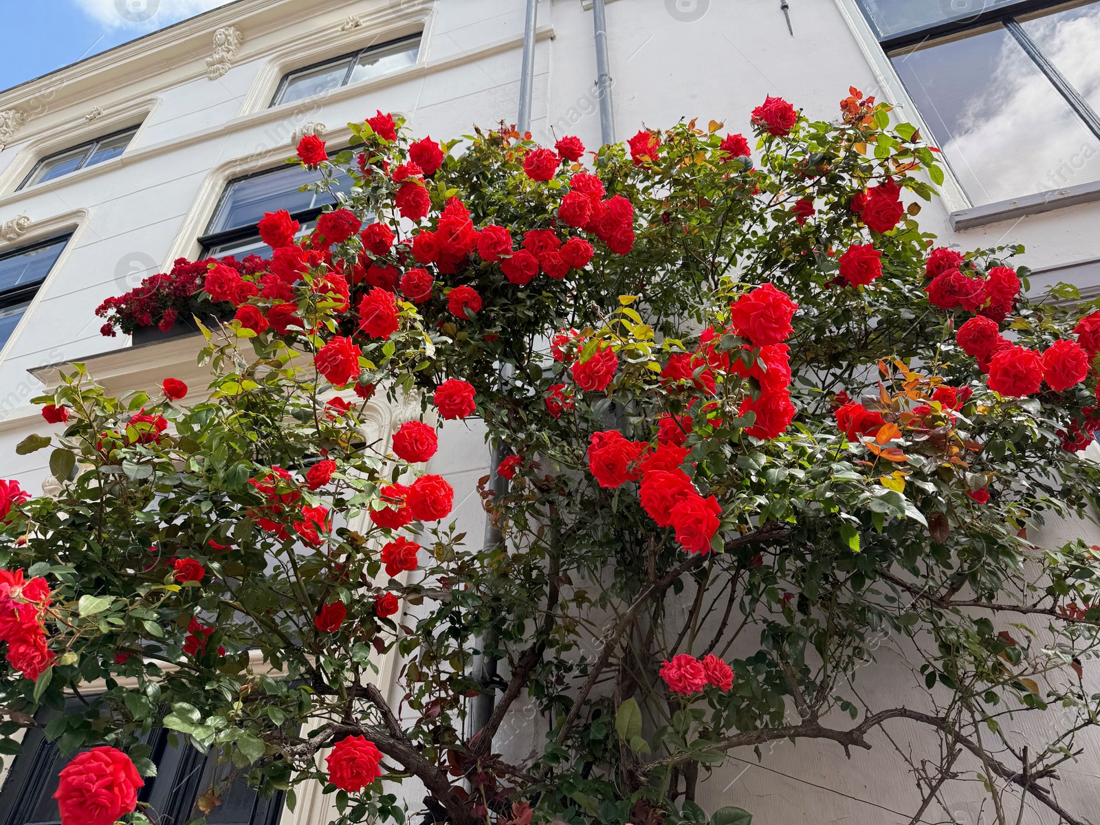 Photo of Bush of beautiful red roses on building wall outdoors, low angle view