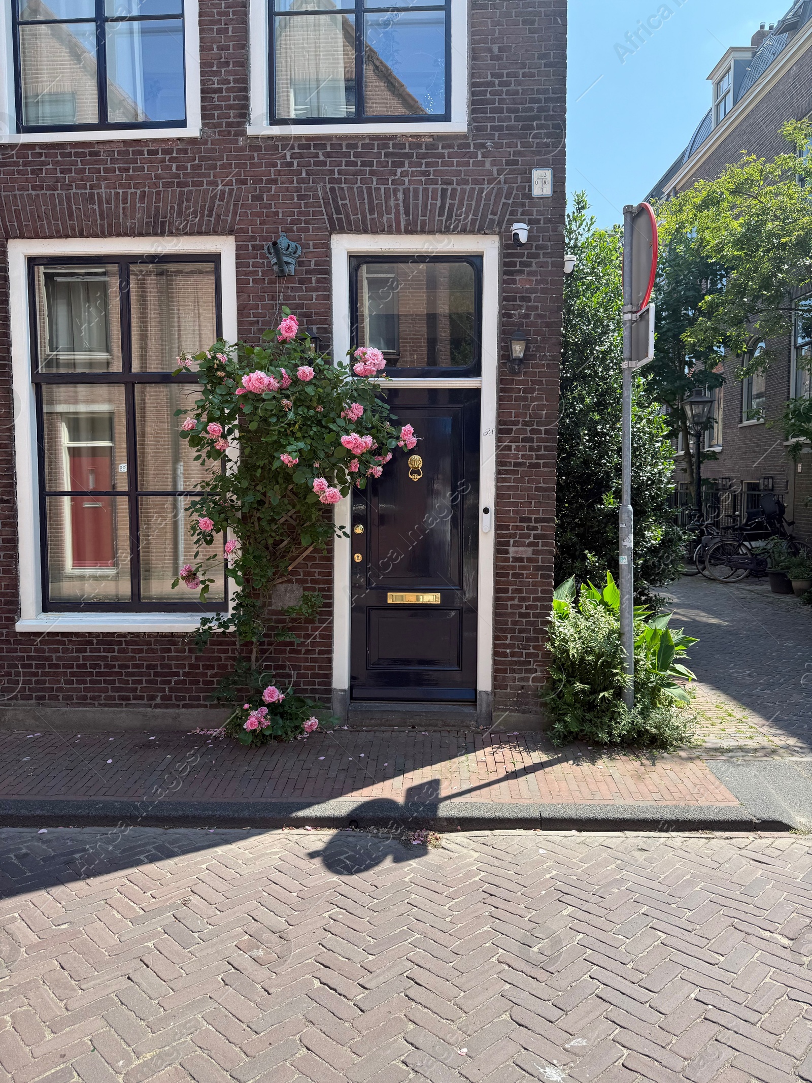 Beautiful blooming pink roses near building outdoors Photo of Beautiful blooming pink roses near building outdoors