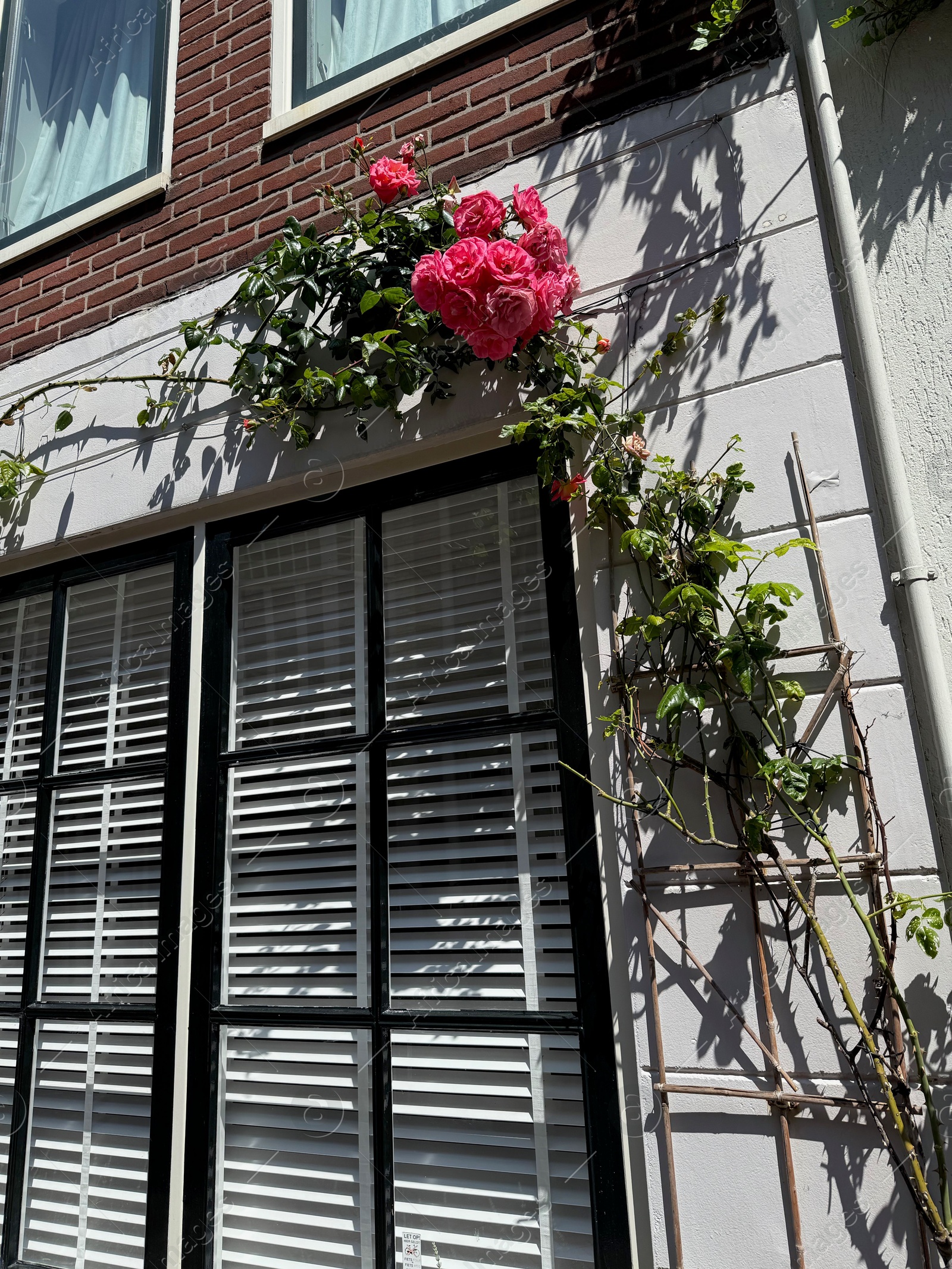 Photo of Beautiful building with blooming pink roses outdoors, low angle view
