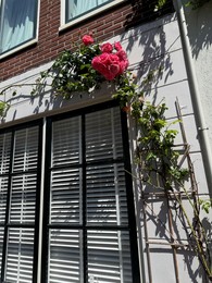 Photo of Beautiful building with blooming pink roses outdoors, low angle view
