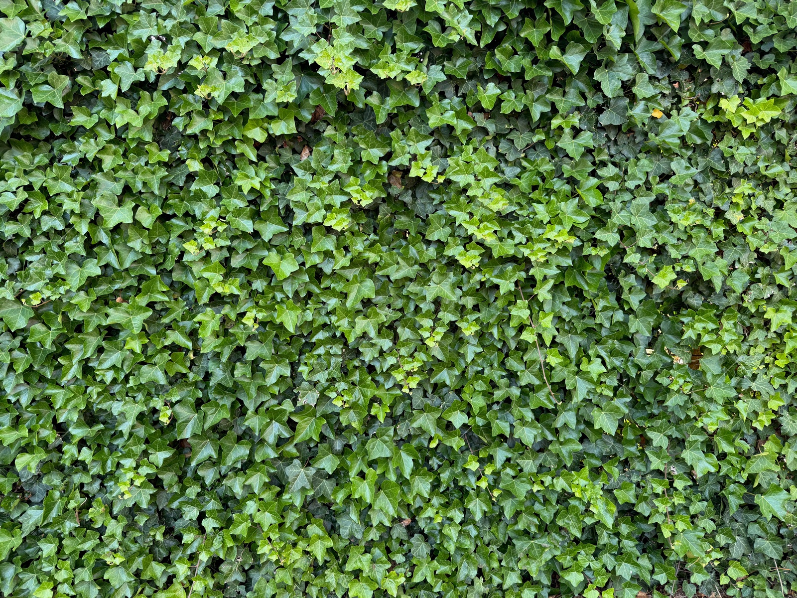 Beautiful lush ivy with green leaves as background, closeup Photo of Beautiful lush ivy with green leaves as background, closeup