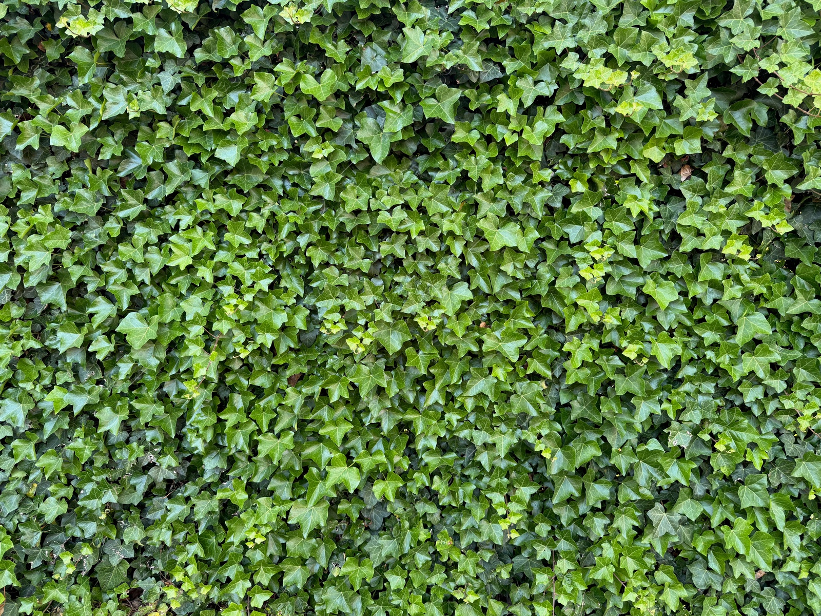 Beautiful lush ivy with green leaves as background, closeup Photo of Beautiful lush ivy with green leaves as background, closeup