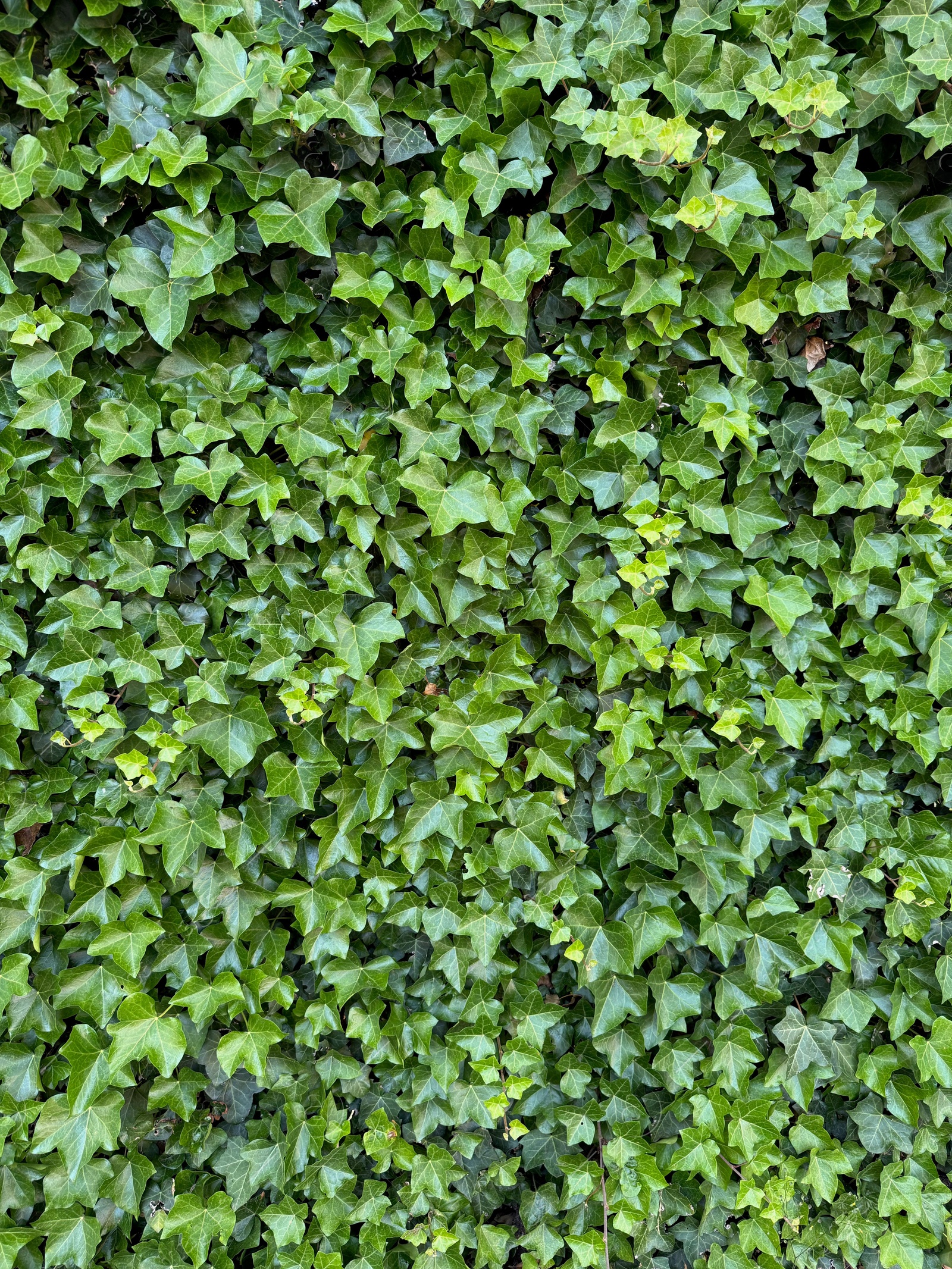 Beautiful lush ivy with green leaves as background, closeup Photo of Beautiful lush ivy with green leaves as background, closeup