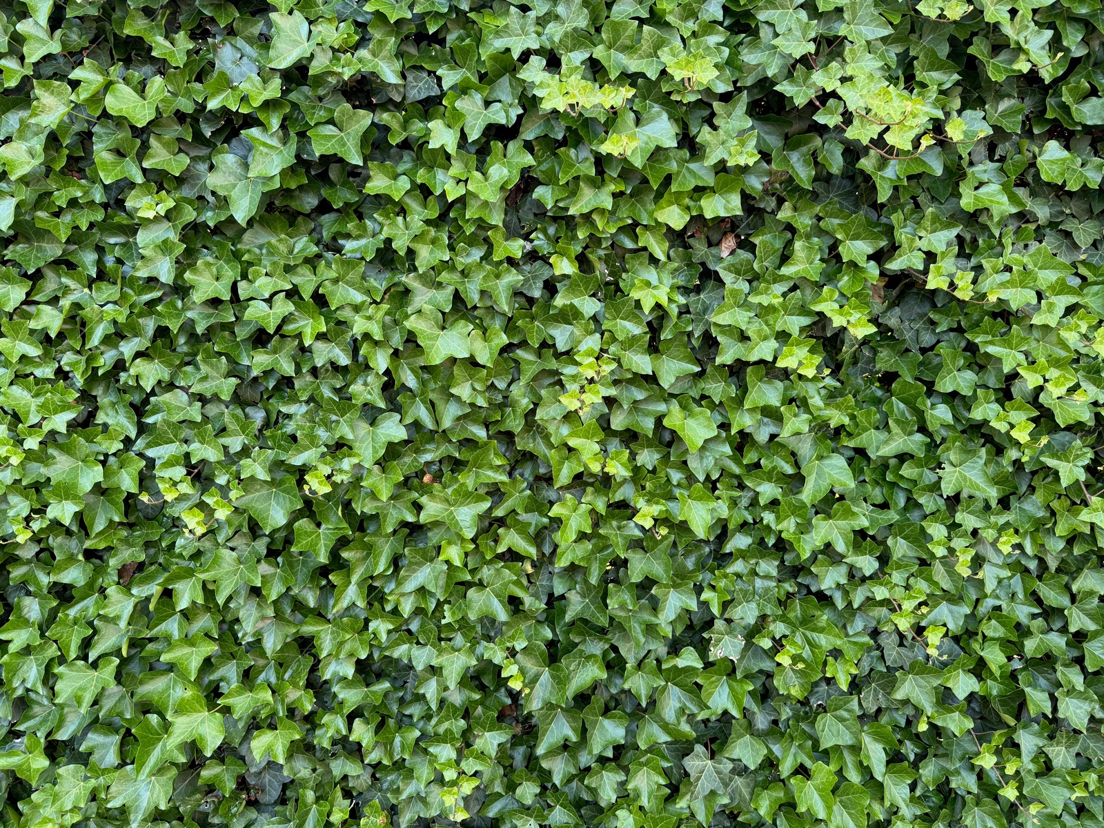 Beautiful lush ivy with green leaves as background, closeup Photo of Beautiful lush ivy with green leaves as background, closeup