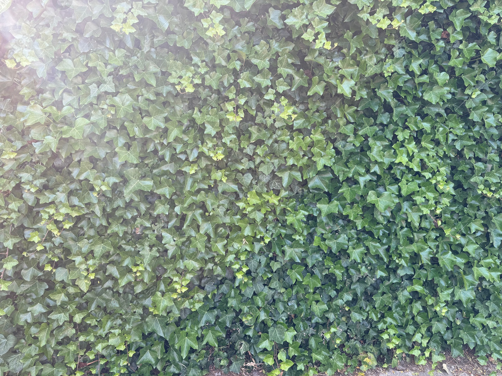 Beautiful lush ivy with green leaves as background, closeup Photo of Beautiful lush ivy with green leaves as background, closeup