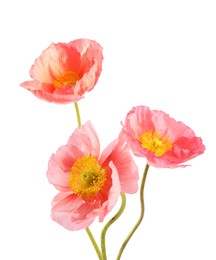 Photo of Three beautiful poppy flowers isolated on white