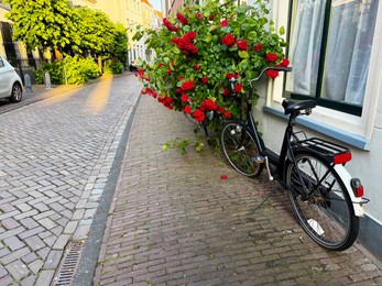 Photo of Bush with beautiful red roses and bicycle on city street