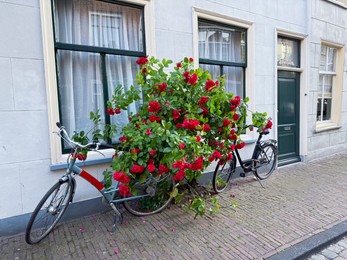 Photo of Bush with beautiful red roses and bicycles on city street