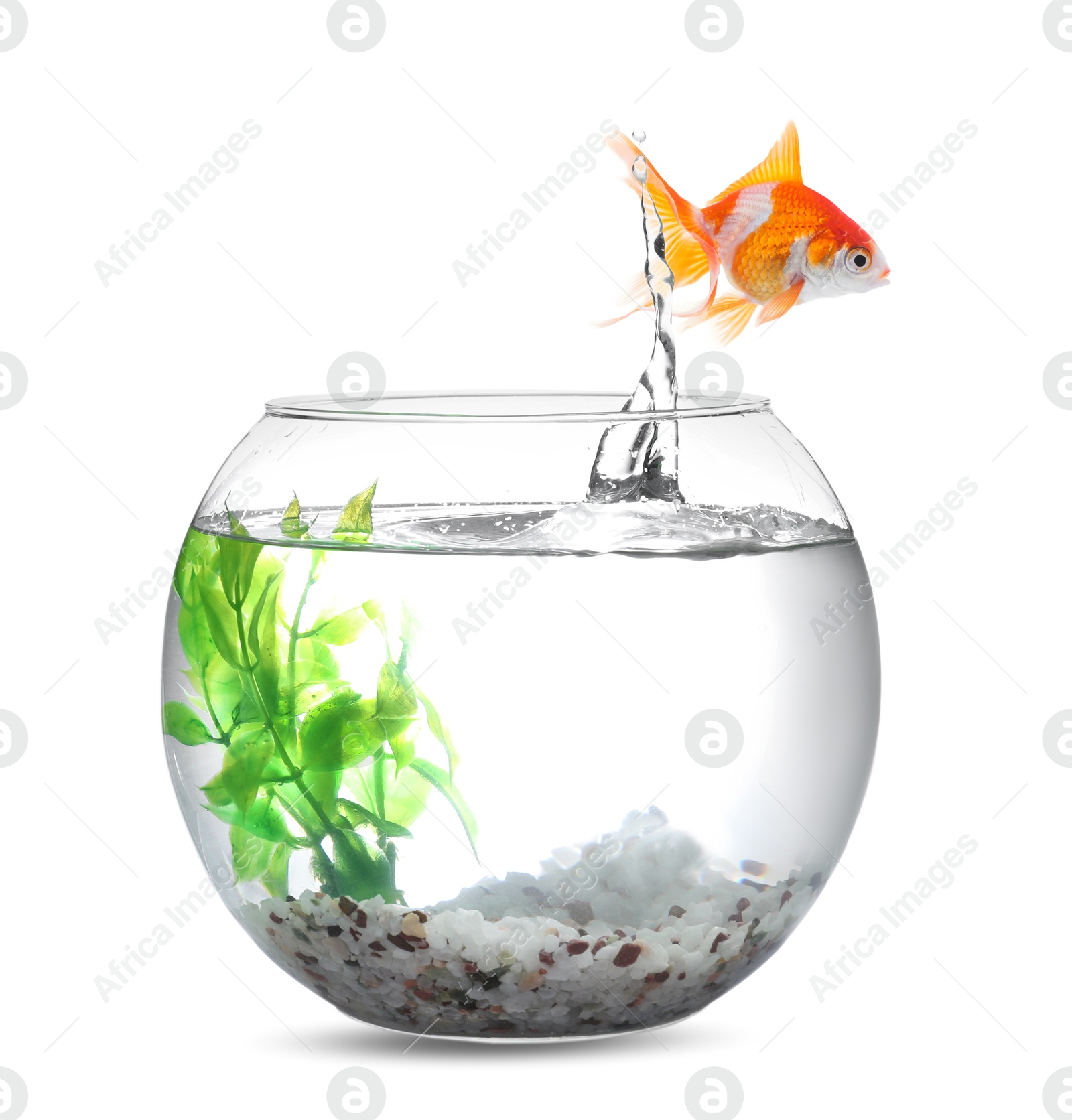 Goldfish jumping out of glass bowl against white background Image of Goldfish jumping out of glass bowl against white background