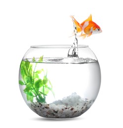 Image of Goldfish jumping out of glass bowl against white background