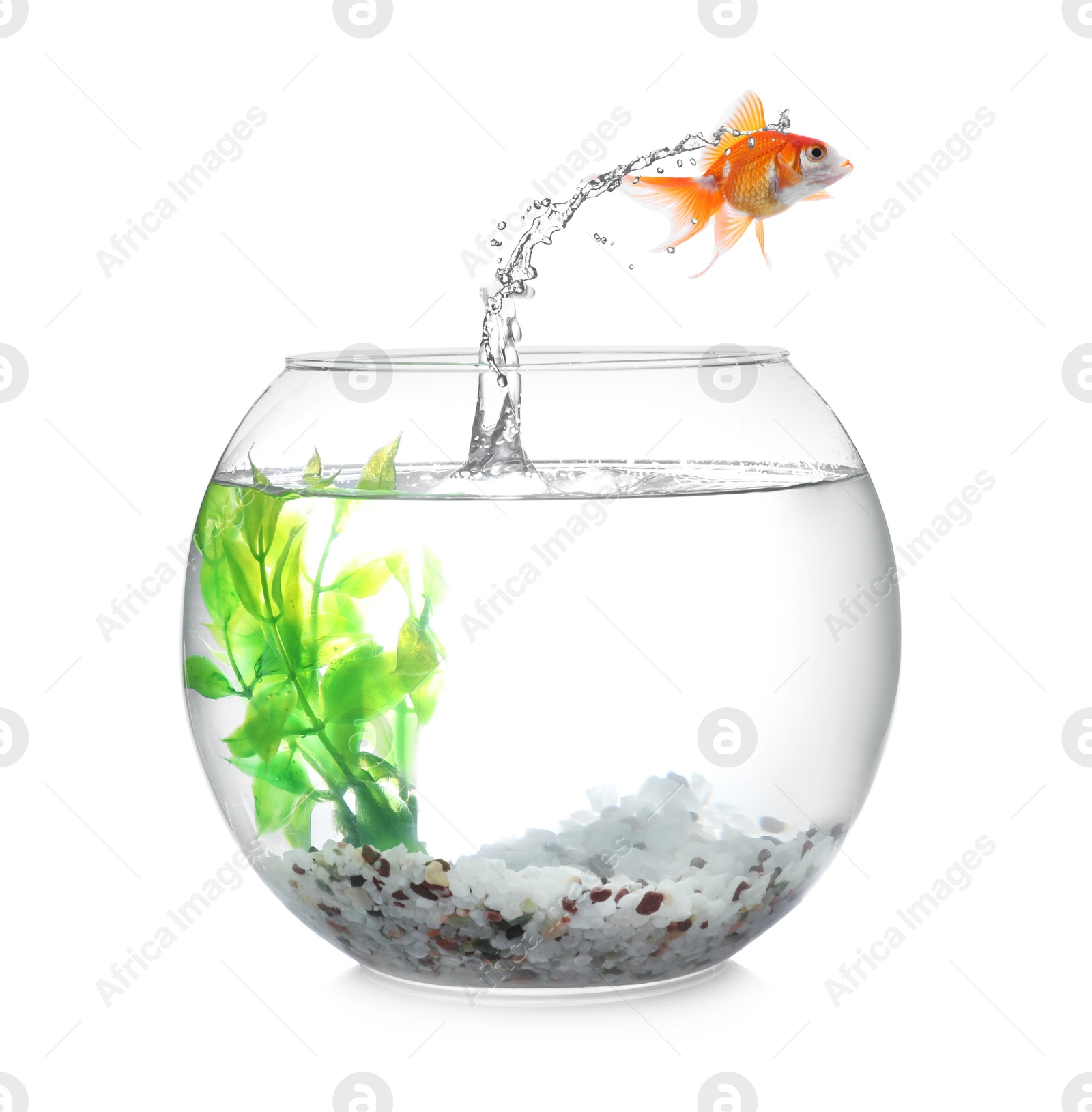 Goldfish jumping out of glass bowl against white background Image of Goldfish jumping out of glass bowl against white background