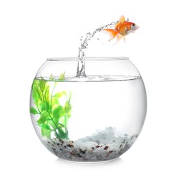 Image of Goldfish jumping out of glass bowl against white background