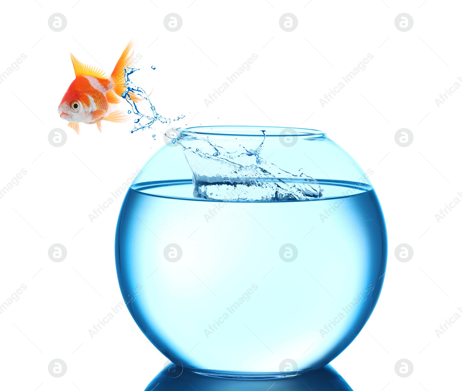 Image of Goldfish jumping out of glass bowl against white background