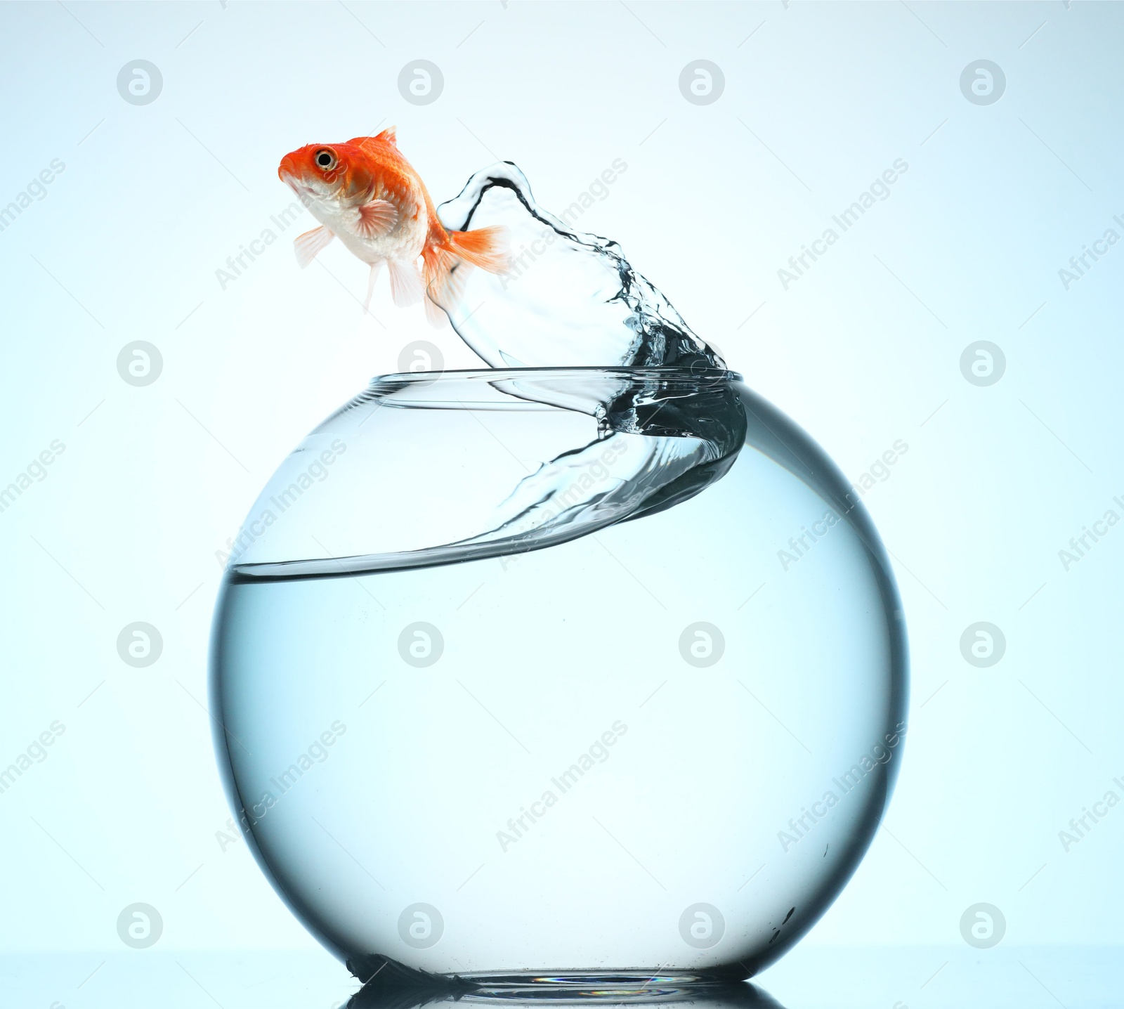 Image of Goldfish jumping out of glass bowl against light blue background