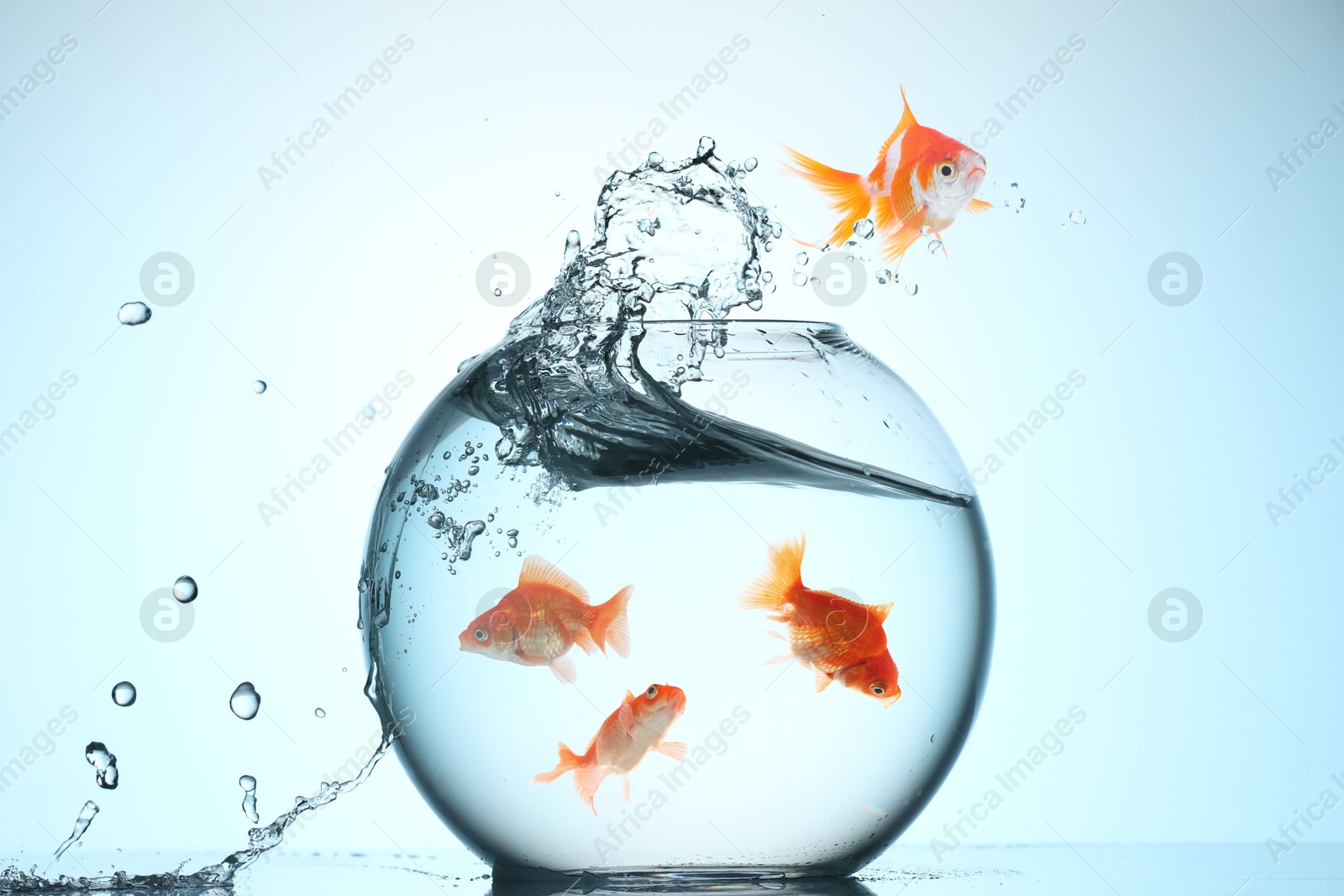 Goldfish jumping out of glass bowl against light blue background Image of Goldfish jumping out of glass bowl against light blue background