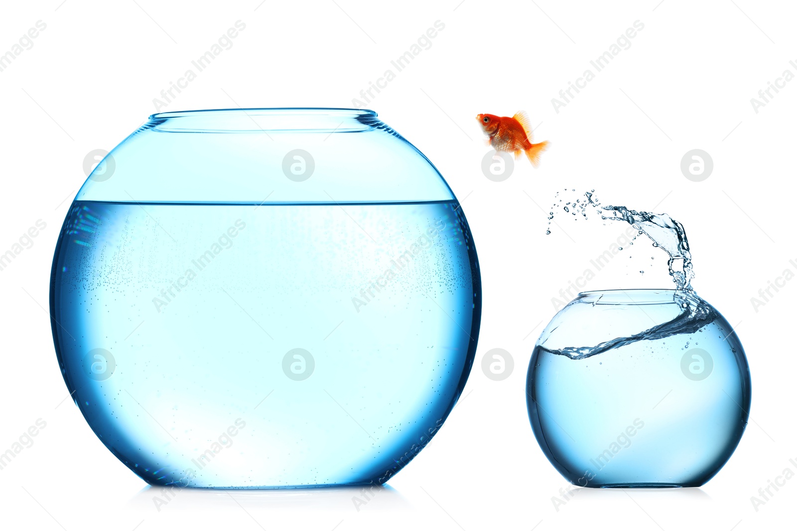 Goldfish jumping out of small glass bowl into bigger one against white background Image of Goldfish jumping out of small glass bowl into bigger one against white background