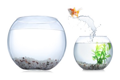Image of Goldfish jumping out of small glass bowl into bigger one against white background