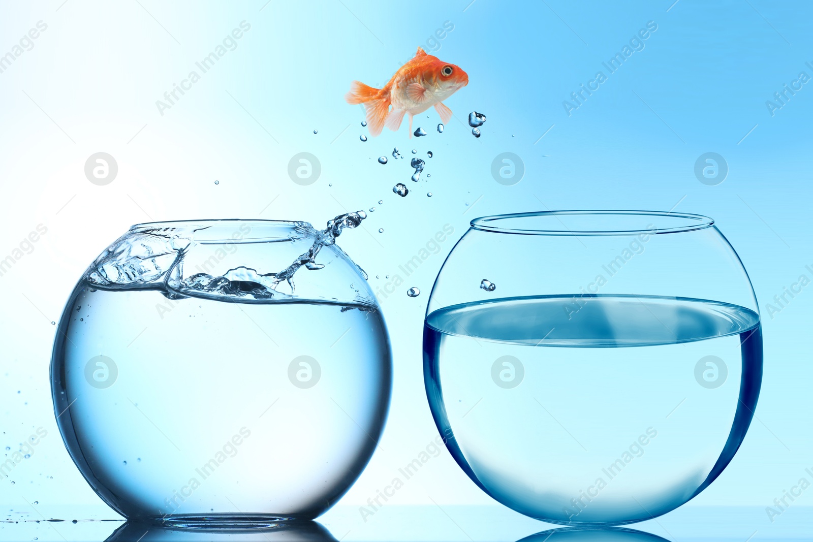 Image of Goldfish jumping out of glass bowl into another one against light blue gradient background