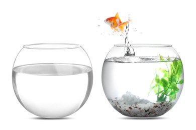 Image of Goldfish jumping out of glass bowl into another one against white background