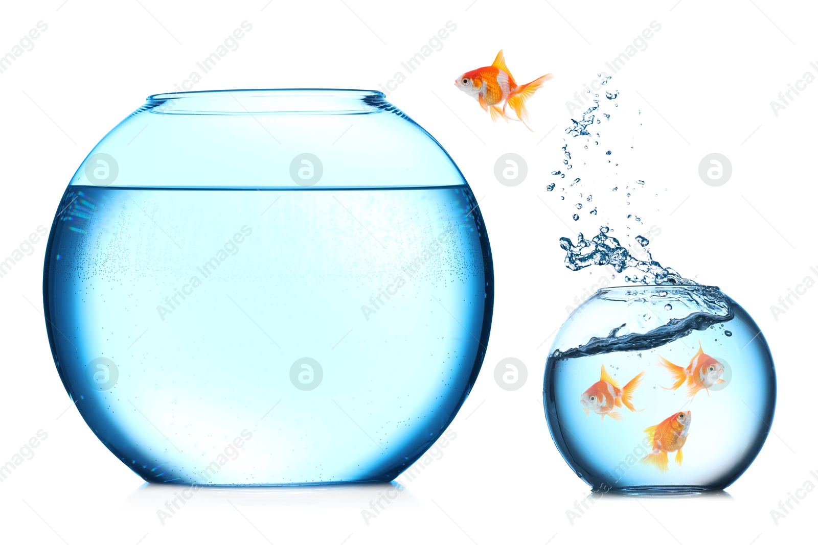 Image of Goldfish jumping out of small glass bowl into bigger one against white background