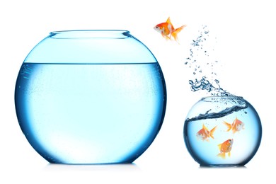 Image of Goldfish jumping out of small glass bowl into bigger one against white background