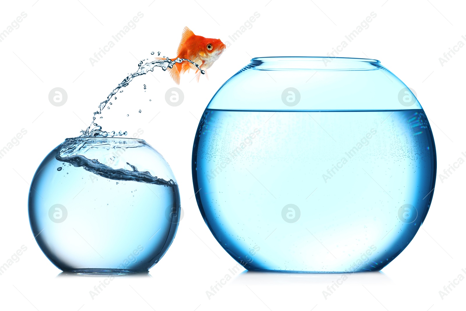 Goldfish jumping out of small glass bowl into bigger one against white background Image of Goldfish jumping out of small glass bowl into bigger one against white background