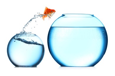 Image of Goldfish jumping out of small glass bowl into bigger one against white background
