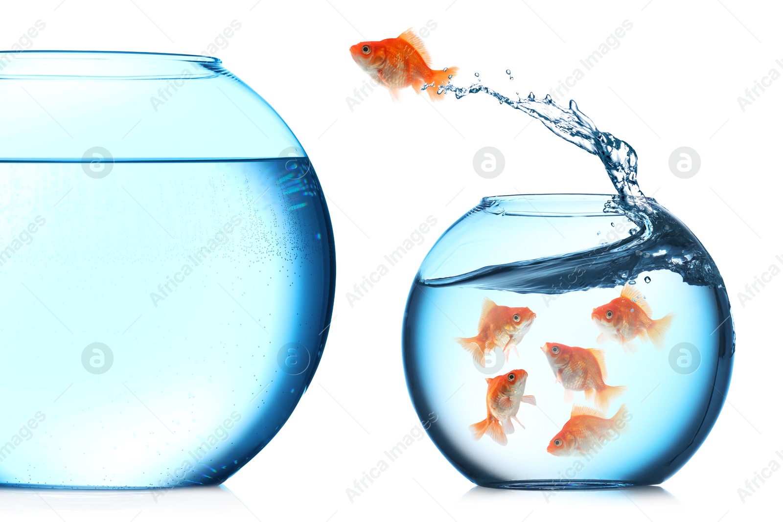 Image of Goldfish jumping out of small glass bowl into bigger one against white background