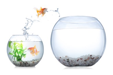 Image of Goldfish jumping out of small glass bowl into bigger one against white background