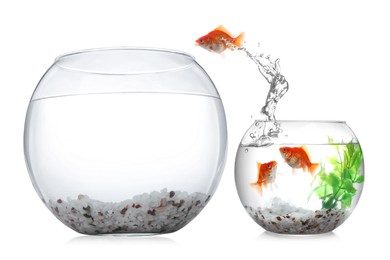 Image of Goldfish jumping out of small glass bowl into bigger one against white background