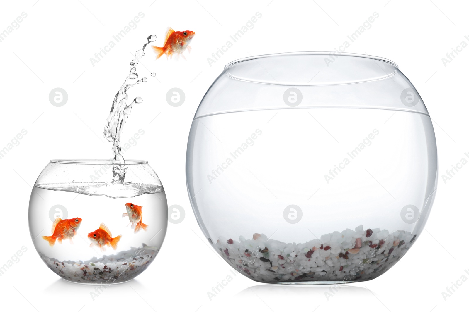Goldfish jumping out of small glass bowl into bigger one against white background Image of Goldfish jumping out of small glass bowl into bigger one against white background