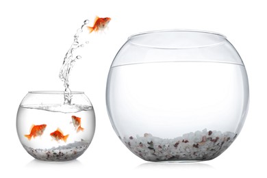 Image of Goldfish jumping out of small glass bowl into bigger one against white background