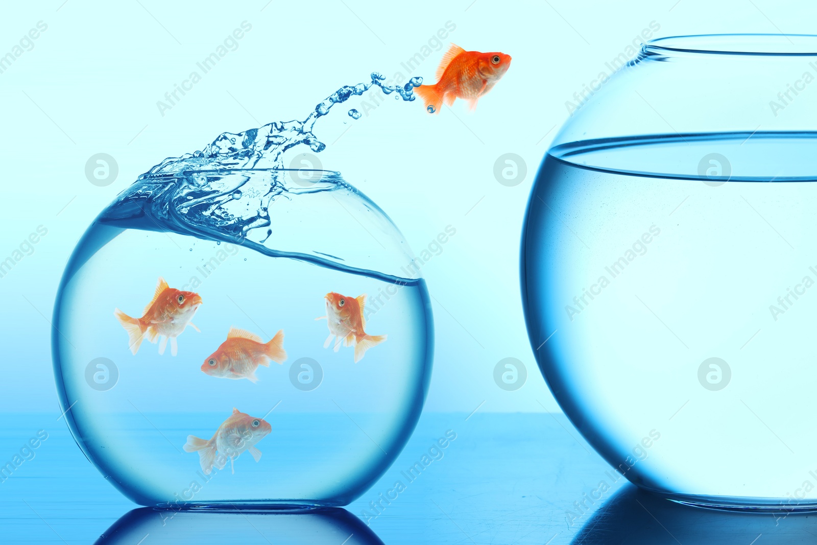 Goldfish jumping out of glass small bowl into bigger one against light blue background Image of Goldfish jumping out of glass small bowl into bigger one against light blue background