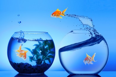 Image of Goldfish jumping out of glass bowl into another one against blue background