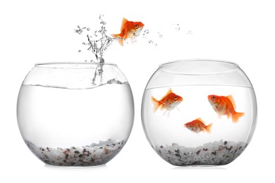 Image of Goldfish jumping out of glass bowl into another one against white background