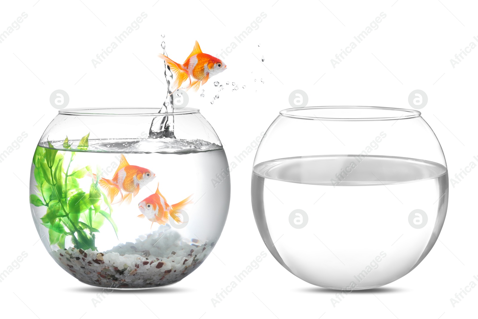 Goldfish jumping out of glass bowl into another one against white background Image of Goldfish jumping out of glass bowl into another one against white background